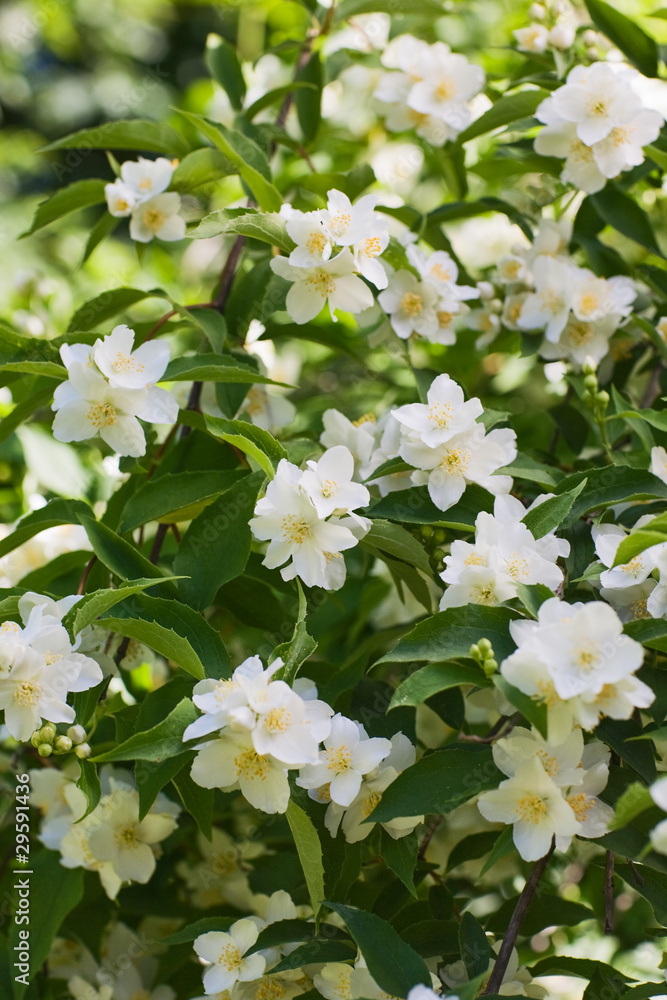 Jasmin Stock Photo | Adobe Stock