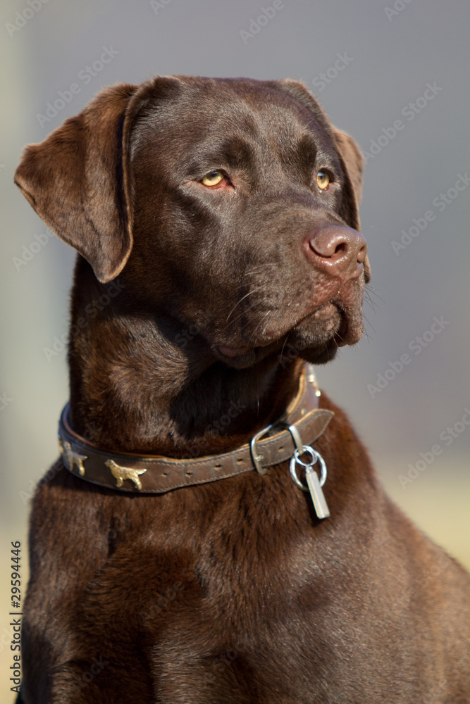 Portrait brauner Labrador