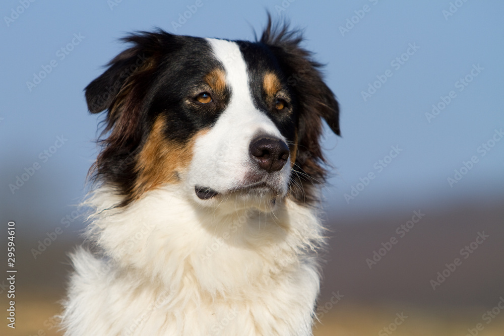 Australian Shepherd Australian Shepherd