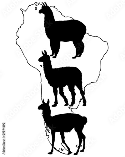 Lama, Guanako, Alpaka