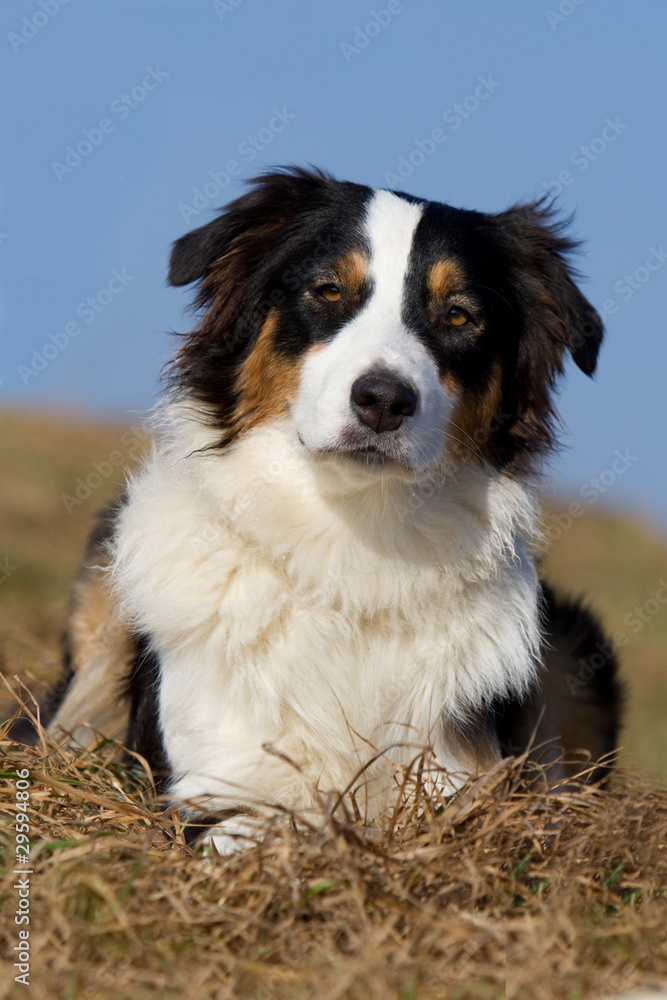 Australian Shepherd