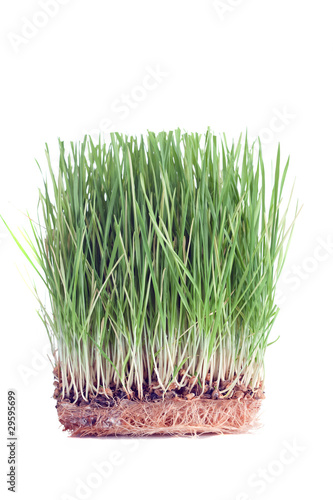 Close up of a wheat sprouts