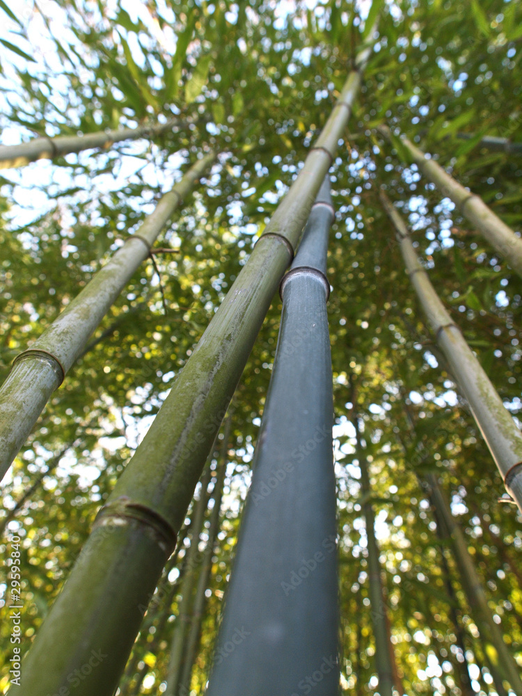 Fototapeta premium Bambusrohr
