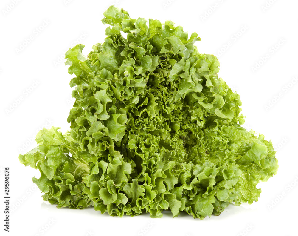 Obraz premium lettuce