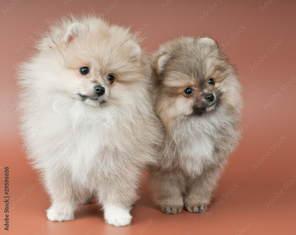 Two puppies of the spitz-dog in studio on a neutral background Two puppies of the spitz-dog in studio on a neutral background