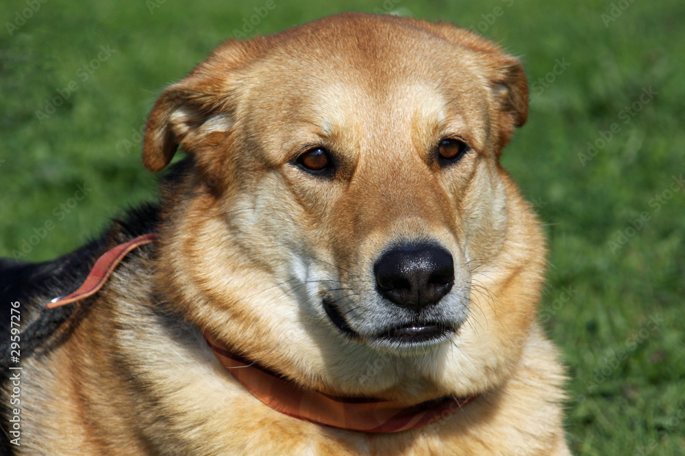 Mischlingshund mit Halstuch Mischlingshund mit Halstuch