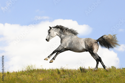 white horse runs gallop