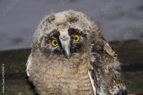 Long-eared owl (Asio otus) chick © belizar