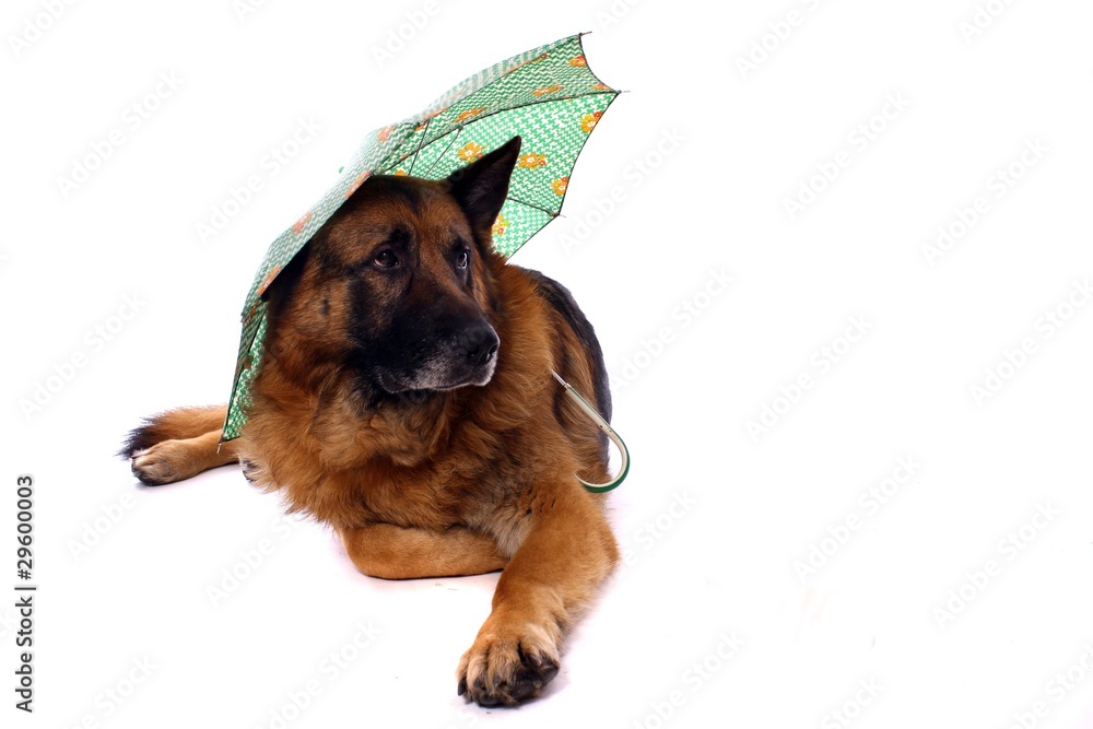 deutscher Schäferhund mit Regenschirm