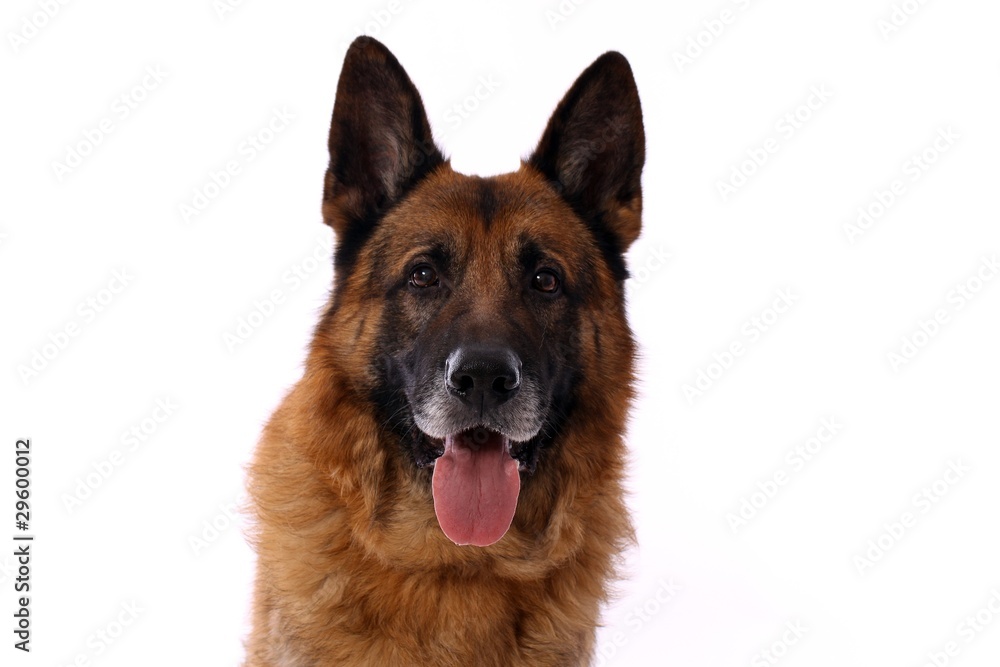 deutscher Schäferhund Hund Kopf Portrait - obrazy, fototapety, plakaty 