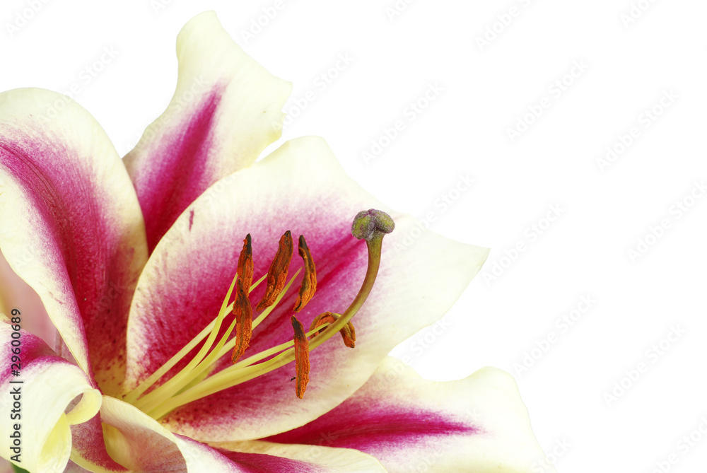 lily lily