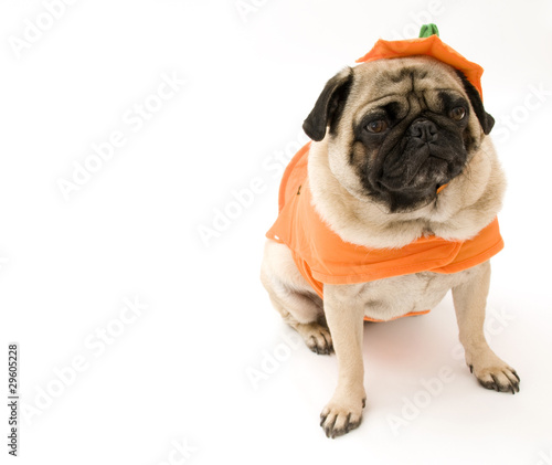 Pug in Orange Costume © Jesse Kunerth