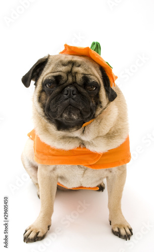 Pug in Pumpkin Costume © Jesse Kunerth