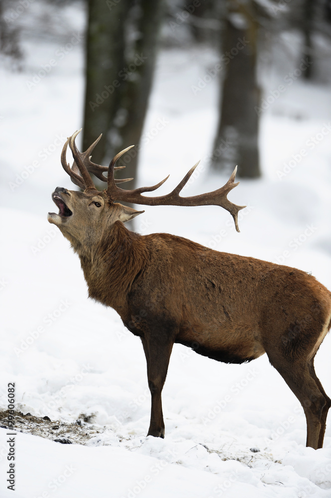 Platzhirsch Brunftschrei Platzhirsch Brunftschrei