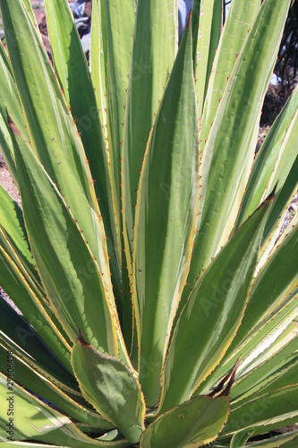 agave furcraea Gran Canaria