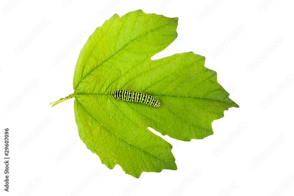 Swallowtail butterfly caterpillar Swallowtail butterfly caterpillar