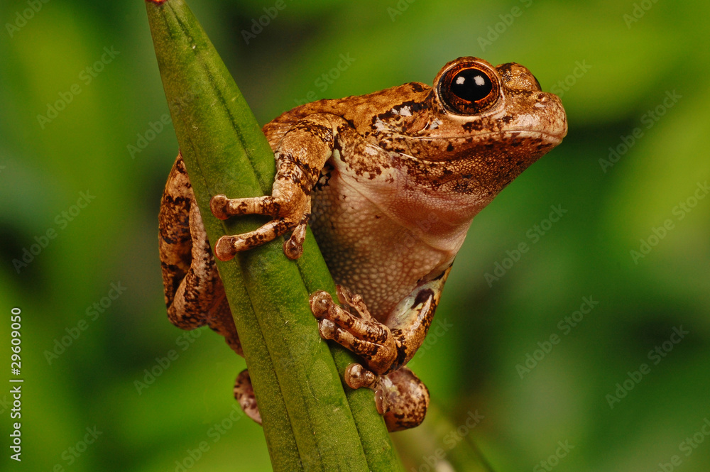 Fototapeta premium frog on stalk