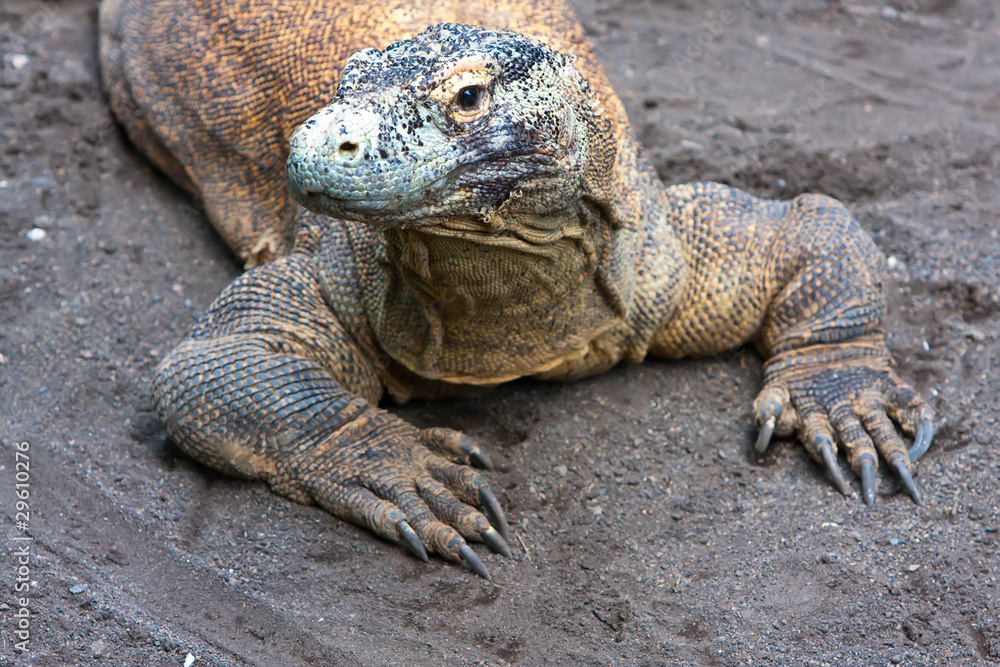 Huge monitor lizard on grey sand Huge monitor lizard on grey sand