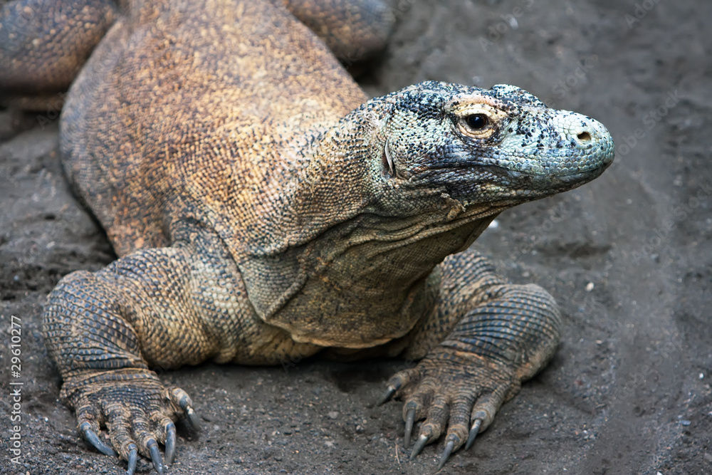Huge monitor lizard on grey sand Huge monitor lizard on grey sand