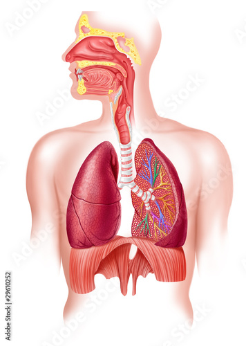 Human full respiratory system cross section photo