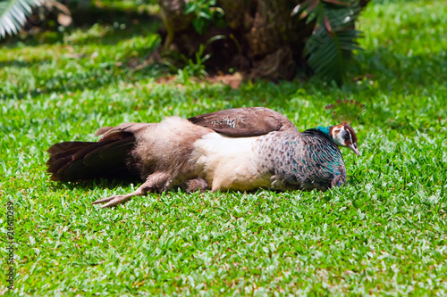 The peacock lies on a green grass