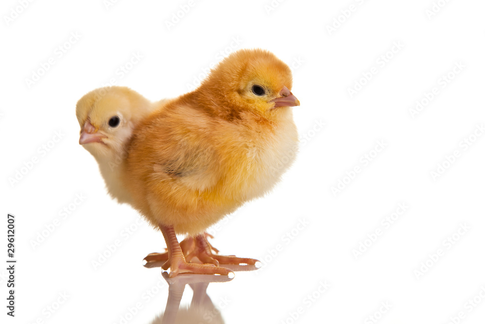 Little chicken animal isolated on white