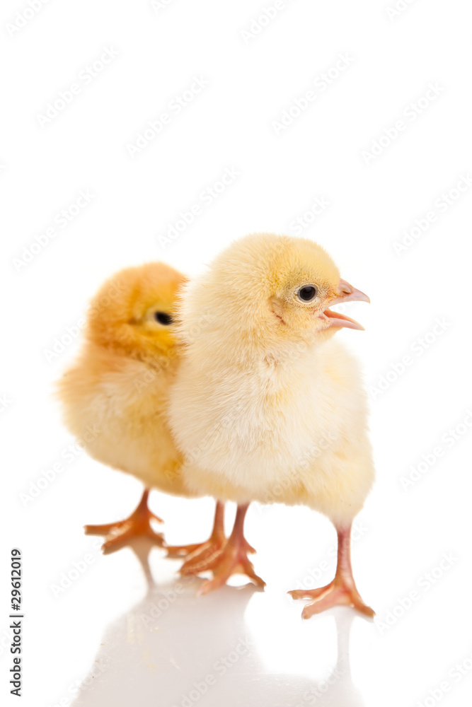 Little chicken animal isolated on white