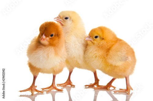 Wallpaper Mural Little chicken animal isolated on white Torontodigital.ca