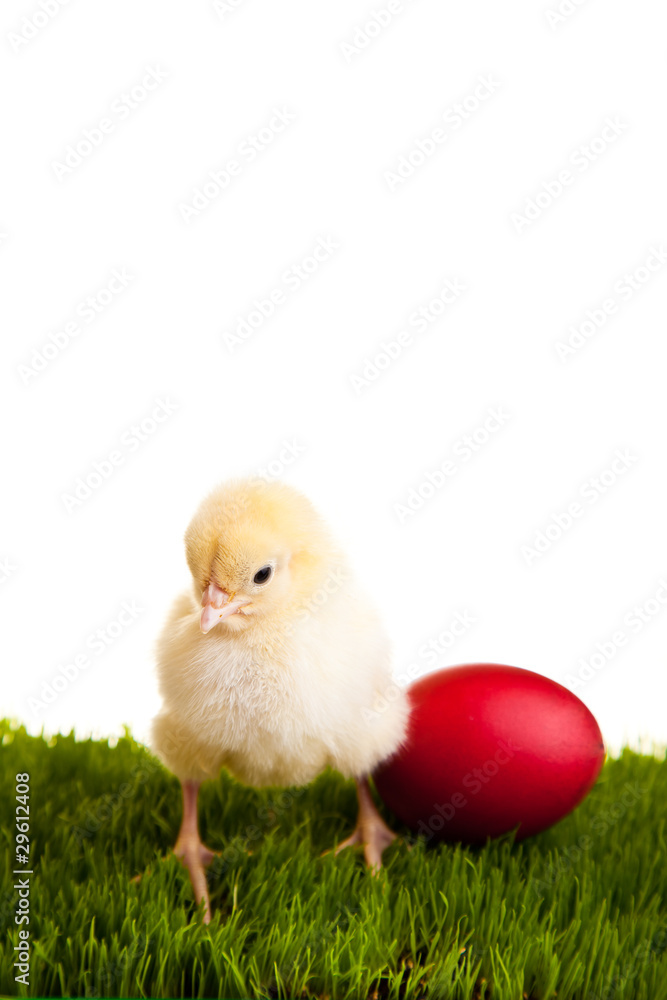 Easter eggs and chickens on green grass on white isolated backgr Easter eggs and chickens on green grass on white isolated backgr