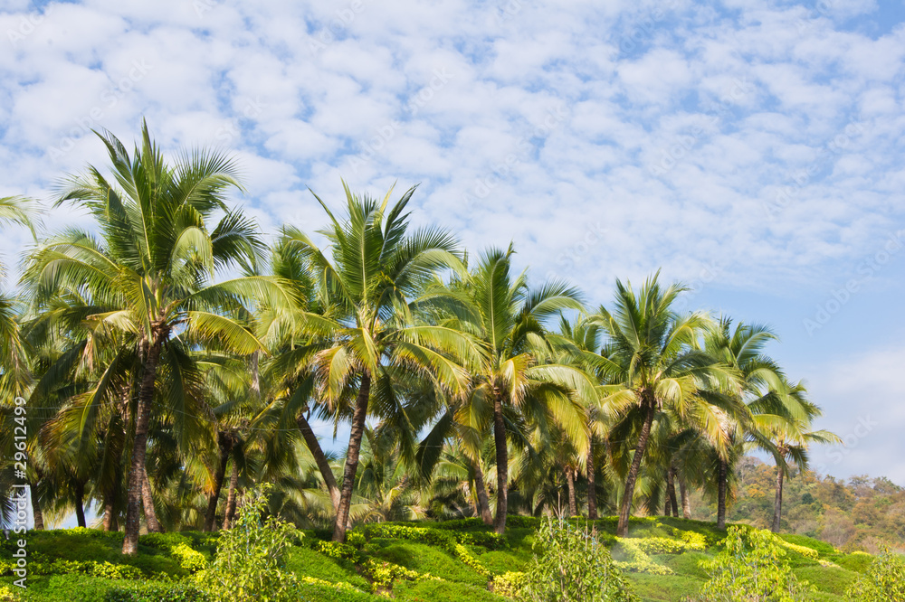 Coconut trees in the garden Coconut trees in the garden
