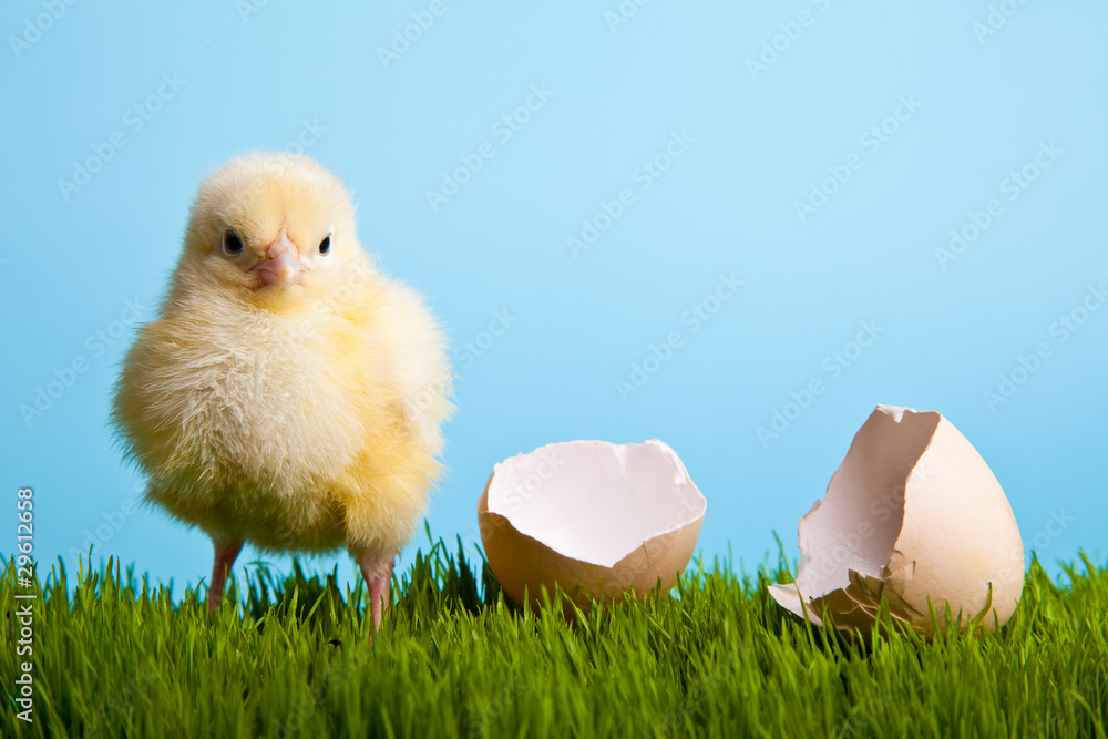 Obraz premium Easter eggs and chickens on green grass on blue background