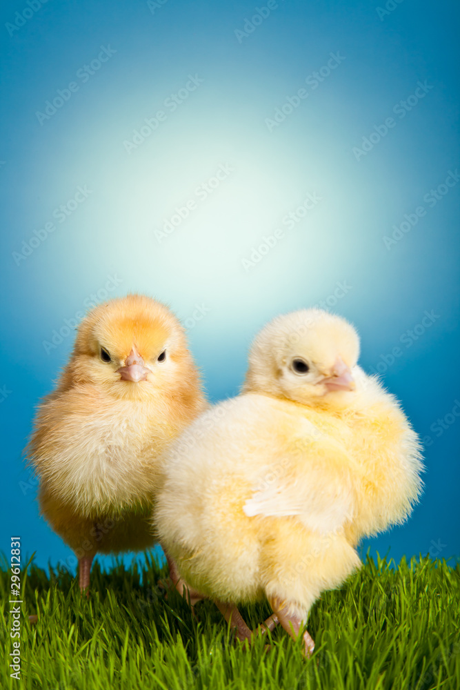 Easter eggs and chickens on green grass on blue background Easter eggs and chickens on green grass on blue background