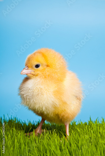 Easter eggs and chickens on green grass on blue background