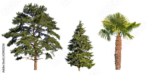 three trees isolated on white