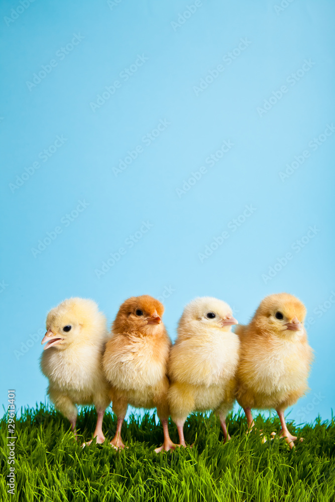 Fototapeta premium Easter eggs and chickens on green grass on blue background