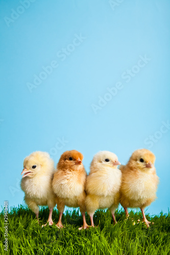 Easter eggs and chickens on green grass on blue background