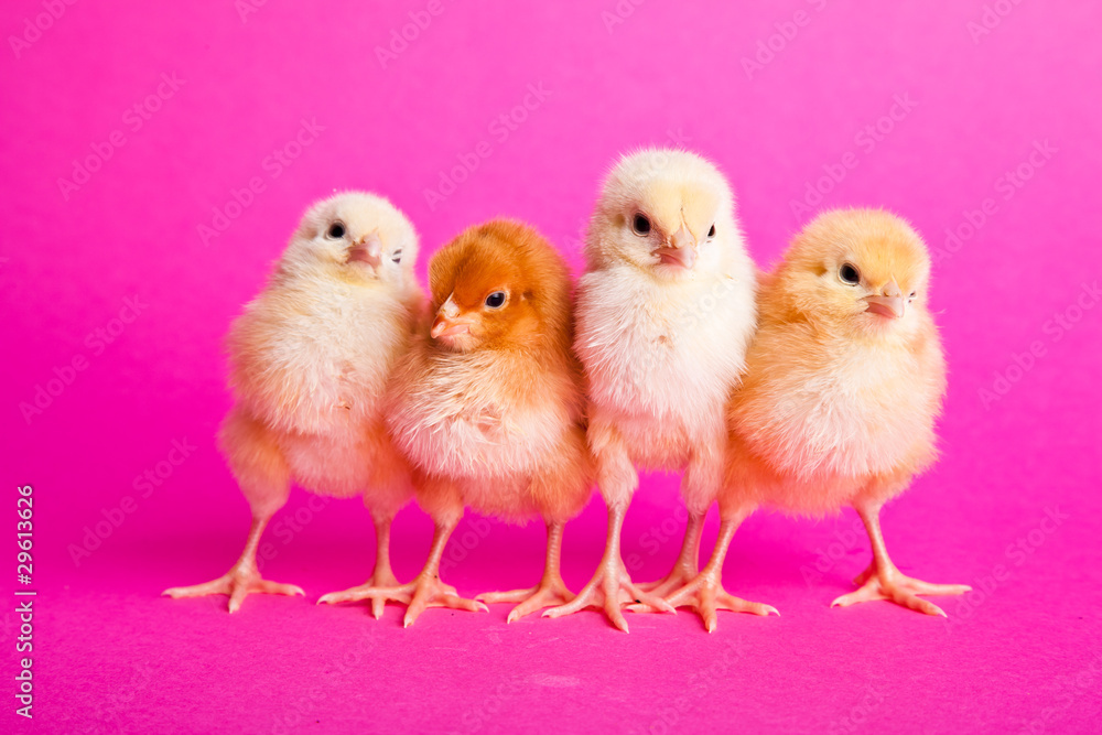 Fototapeta premium Easter chickens on pink background
