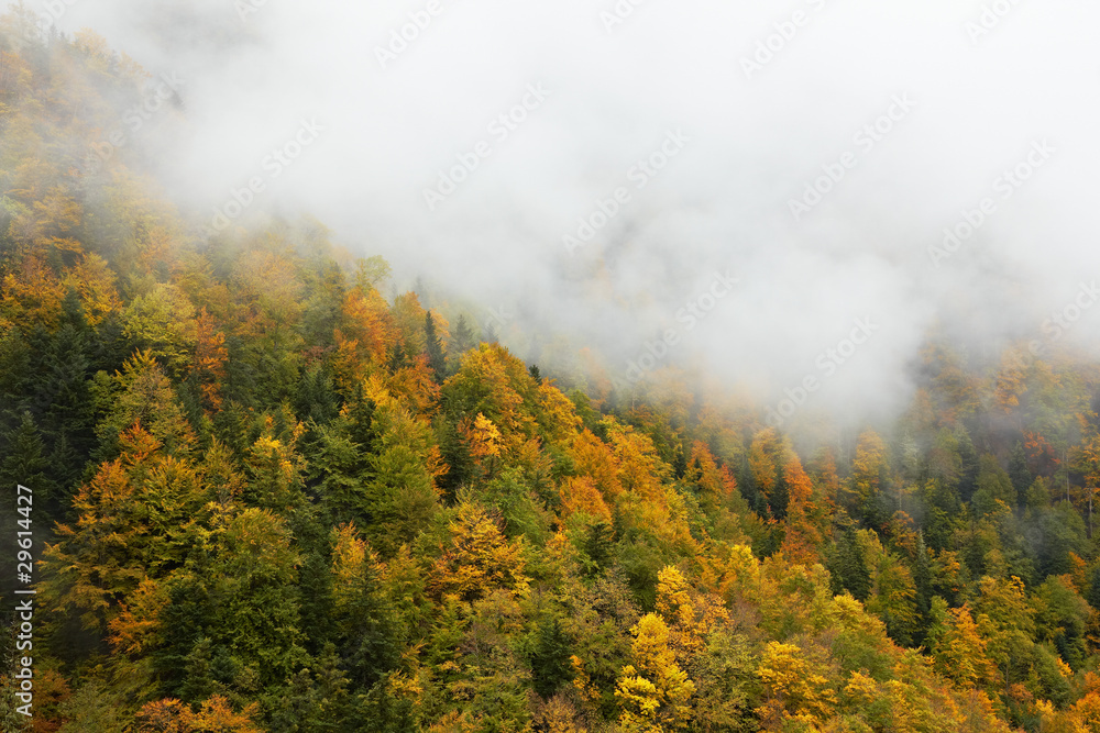 Fototapeta premium Autumn colors