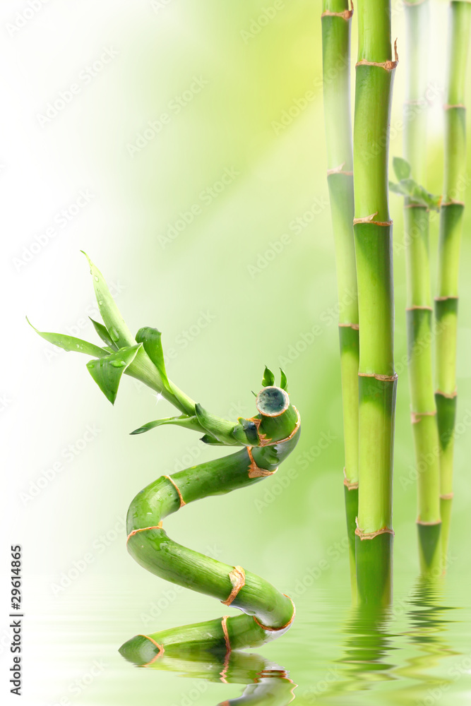 Obraz premium Bamboo I