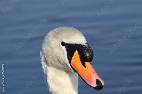 Fototapeta Naklejka Na Ścianę i Meble -  mute swan