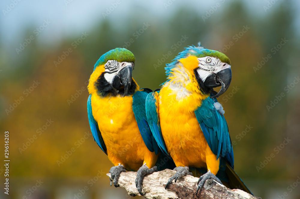 blue and yellow macaws (Ara ararauna)