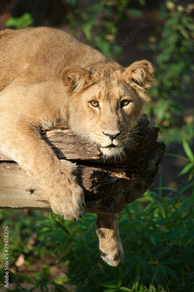 Obraz premium female lion in a tree