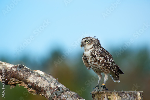 Close up of Burrowing Owl
