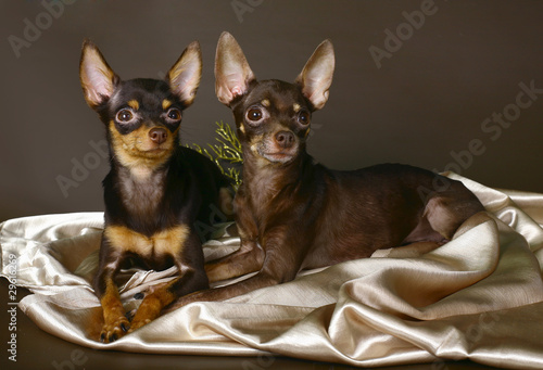 Two Russian toy terrier on a brown background. photo