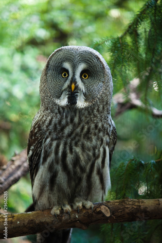 close up of a Great Grey Owl