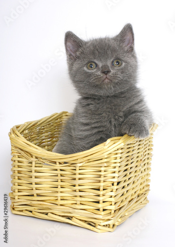 British Blue kitten in a basket. © Aychin Gasimov