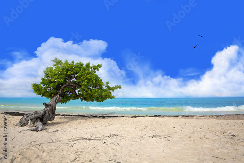 Fényképezés Divi tree