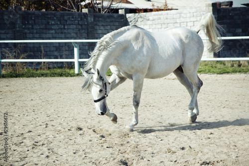 White horse © Arman Zhenikeyev