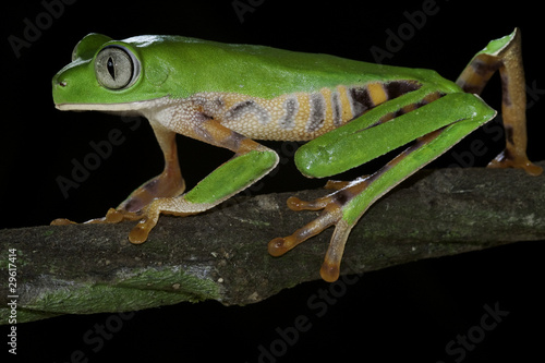 colorful tree monkey frog photo