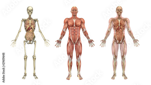 Anatomical Overlays with Internal Organs